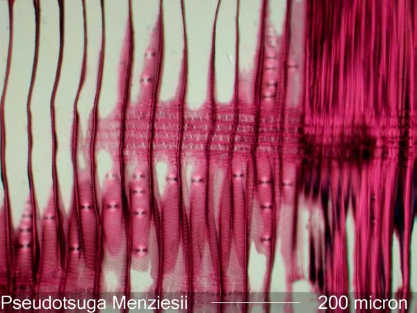 Pseudotsuga Menziesii, Radial-Section