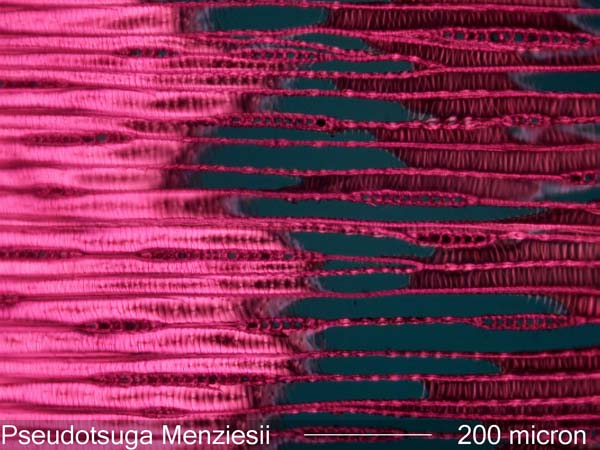 Pseudotsuga Menziesii, Tangential-Section