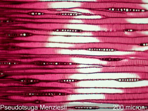 Pseudotsuga Menziesii, Tangential-Section