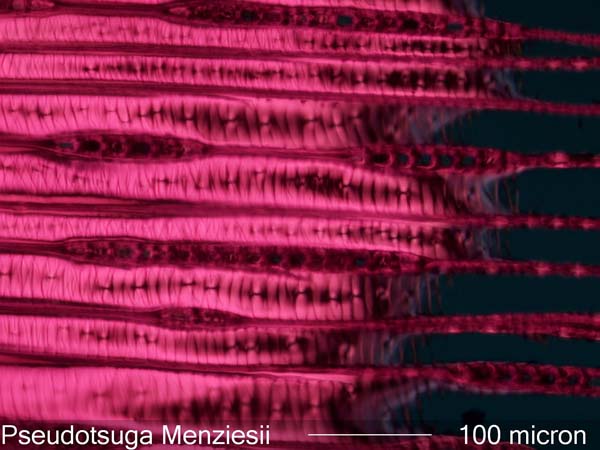 Pseudotsuga Menziesii, Tangential-Section