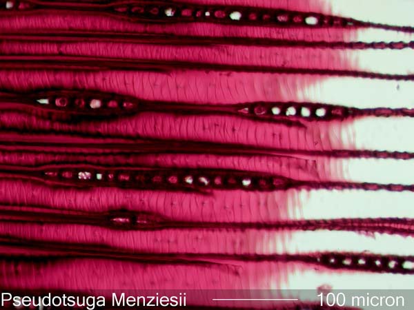 Pseudotsuga Menziesii, Tangential-Section