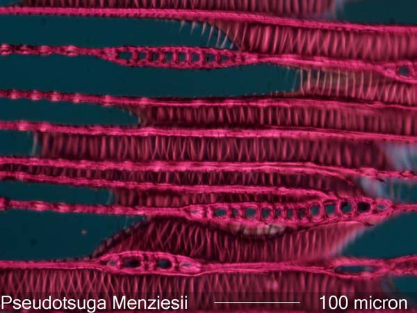 Pseudotsuga Menziesii, Tangential-Section