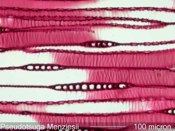 Pseudotsuga Menziesii, Tangential-Section