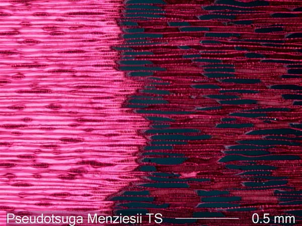 Pseudotsuga Menziesii, Tangential-Section