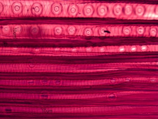 Pseudotsuga Menziesii, Radial-Section