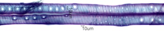 Pseudotsuga Menziesii Fiber