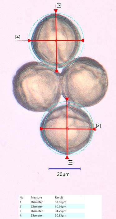 Red Clover (Trifolium pretense) Pollen Under the Microscope