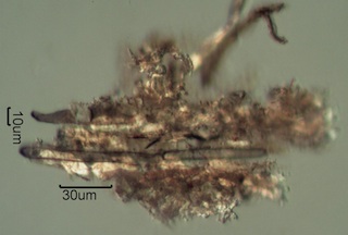 Ashed Ponderosa Pine Needles