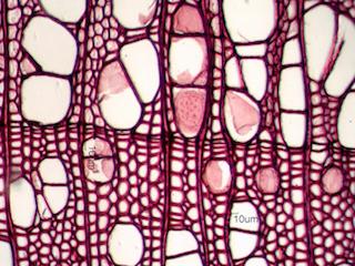 Populus tremuloides, Cross-Section
