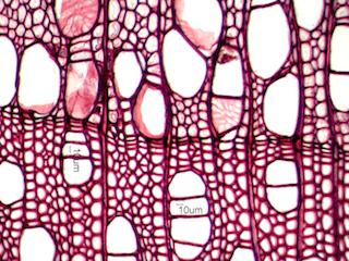 Populus tremuloides, Cross-Section