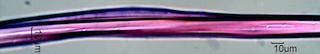 Populus tremuloides Fibers