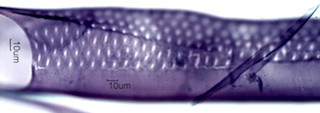 Populus tremuloides Fibers