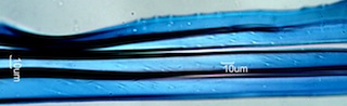 Populus tremuloides Fibers