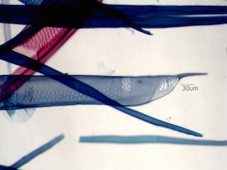 Populus tremuloides Fibers