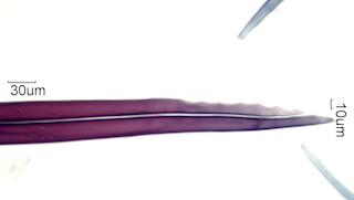 Populus tremuloides Fibers