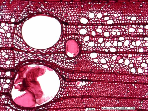 Quercus Alba, Cross-Section