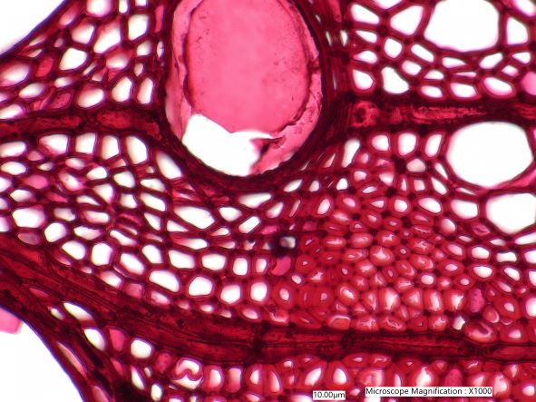 Quercus Alba, Cross-Section