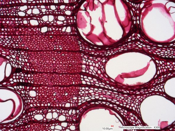 Quercus Alba, Cross-Section