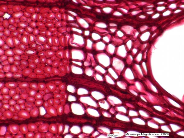Quercus Alba, Cross-Section