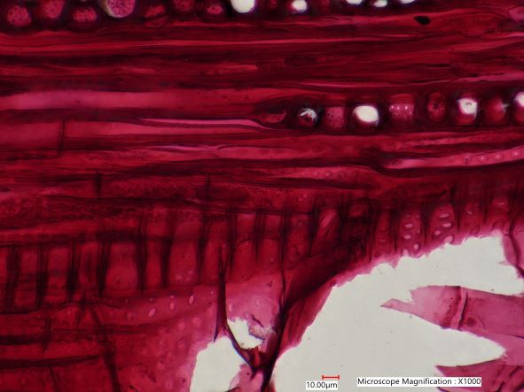 Quercus alba, Tangential-Section