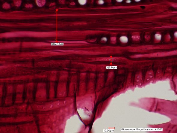 Quercus alba, Tangential-Section