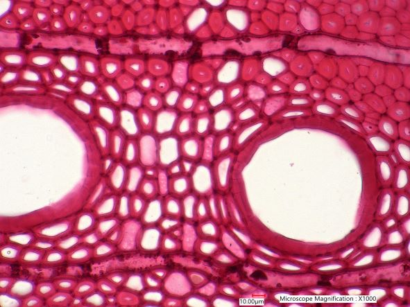 Quercus rubra, Cross-Section