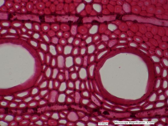 Quercus rubra, Cross-Section