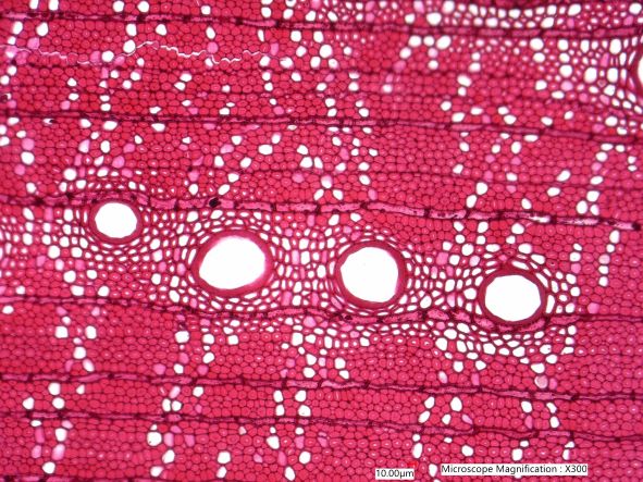 Quercus rubra, Cross-Section