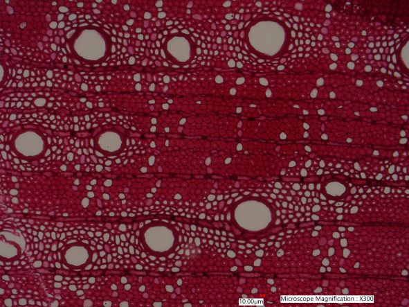 Quercus rubra, Cross-Section