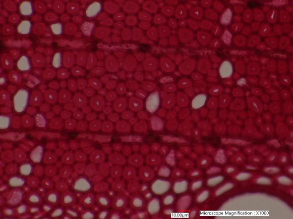 Quercus rubra, Cross-Section