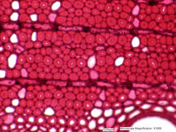Quercus rubra, Cross-Section