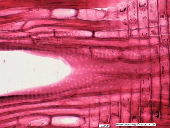 Quercus rubra, Radial-Section