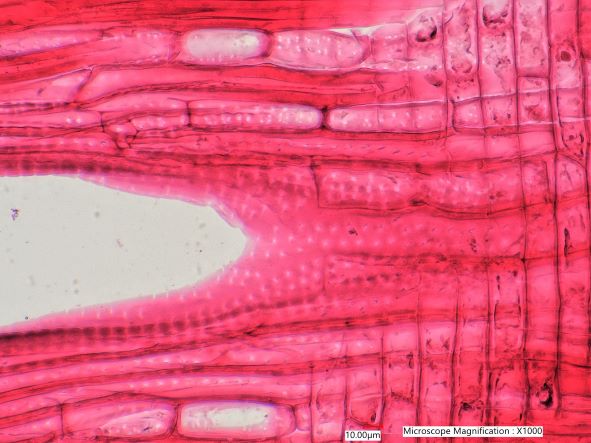 Quercus rubra, Radial-Section