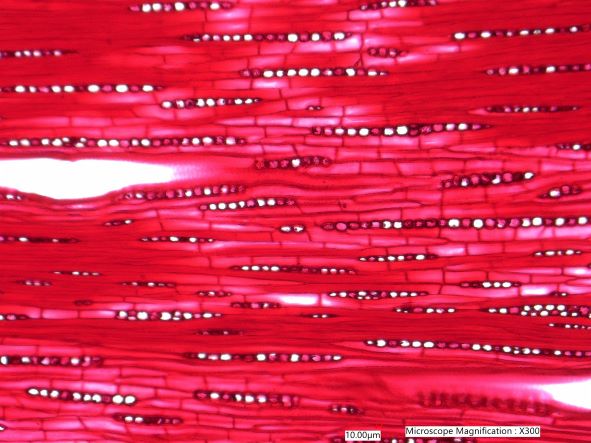 Quercus rubra, Tangential-Section