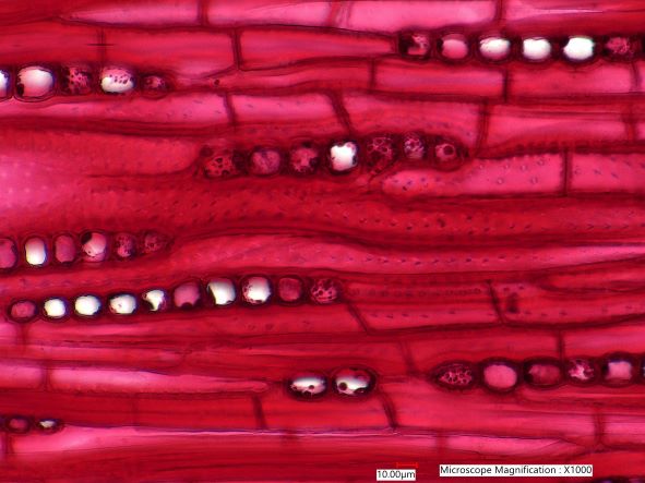 Quercus rubra, Tangential-Section