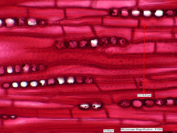 Quercus rubra, Tangential-Section