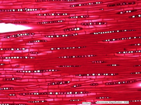 Quercus rubra, Tangential-Section