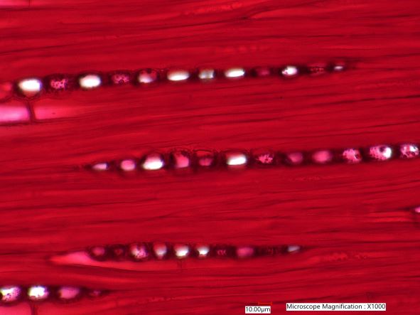 Quercus rubra, Tangential-Section