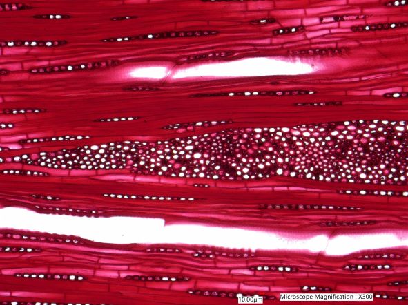 Quercus rubra, Tangential-Section