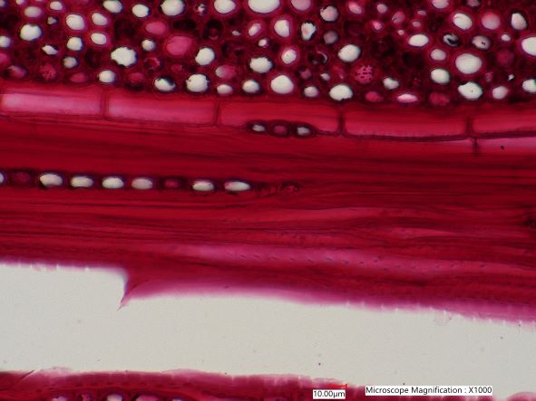 Quercus rubra, Tangential-Section