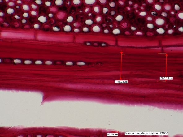 Quercus rubra, Tangential-Section