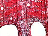 Quercus rubra, Cross-Section