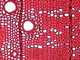 Quercus rubra, Cross-Section