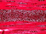 Quercus rubra, Tangential-Section