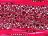 Quercus rubra, Tangential-Section