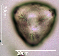 Quince Pollen