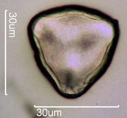 Quince Pollen