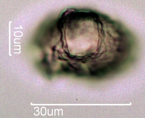 Quince Pollen