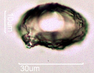 Quince Pollen