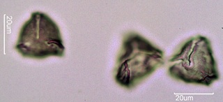 Quince Pollen